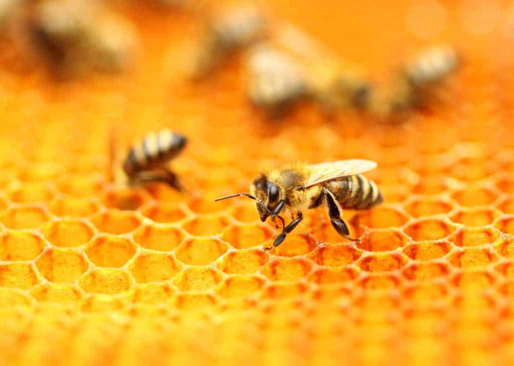 Honey Bee On Wax Comb 1024x729 1 