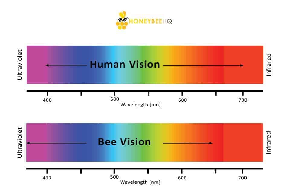 bee-v-human-vision-spectrum-1-9588651