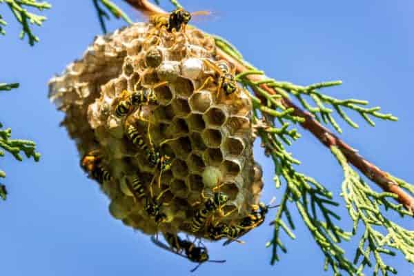 Wasps in a tree