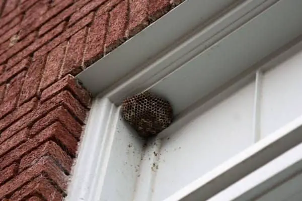 Wasps nest under eves