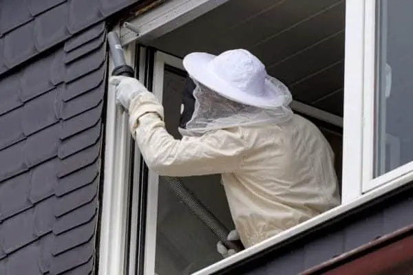 Protective gear for working with wasps