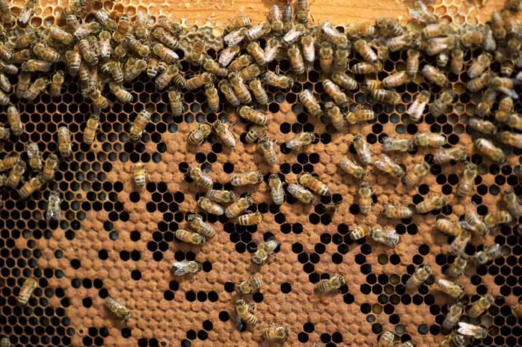 honey-bees-on-brood-1024x681-5059341