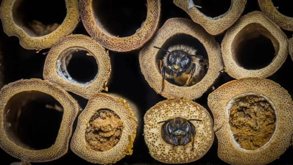 red-mason-bee-house-1024x576-8044708