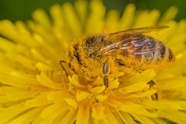 Honey,Bee,On,A,Dandelion,Flower,Stuck,With,Yellow,Pollen.