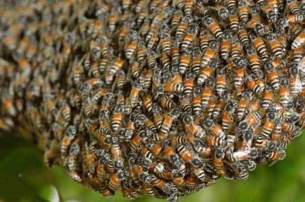 How Many Honey Bees In A Pound? – WhatBugIsThat