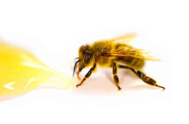 how-much-honey-does-a-honey-bee-make-in-its-lifetime-whatbugisthat