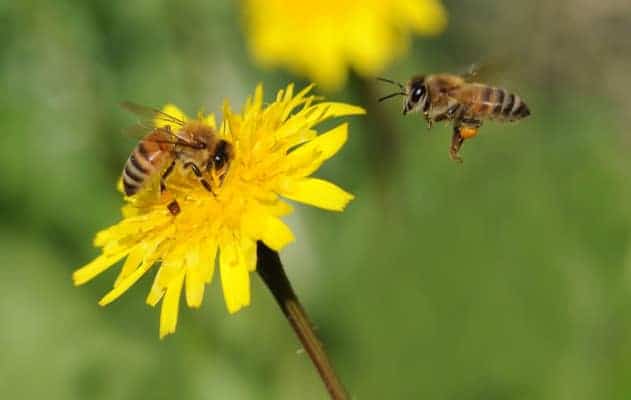 are-bees-attracted-to-yellow-whatbugisthat