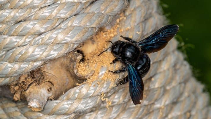 Carpenter bee boring hole