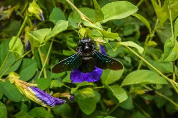 Xylocopa nasalis