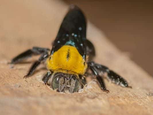 Carpenter bee boring a hole