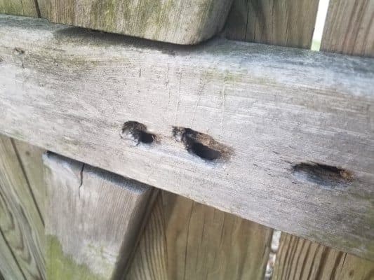 Carpenter bee structural damage