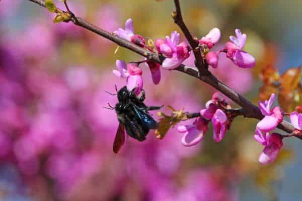 Carpenter bees mating