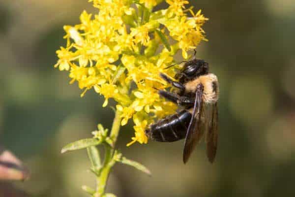 Eastern Carpenter Bee (Xylocopa virginica) collecting pollen from goldenrod