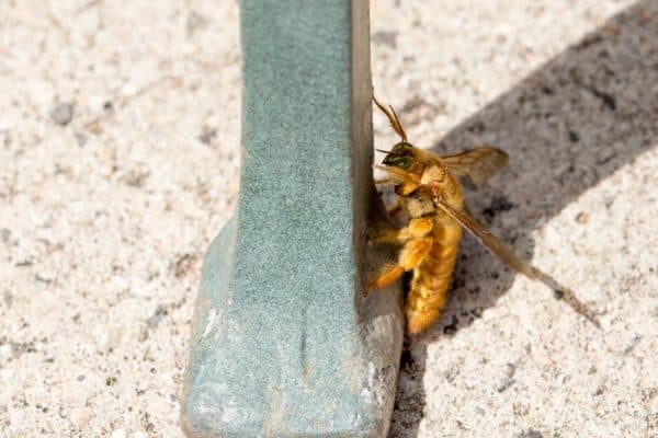  A single Sonoran Carpenter Bee (Xylocopa sonorina)