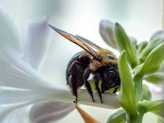 Carpenter bee cutting into flower to get the nectar