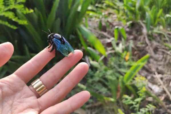 Capernter bee sitting on a persons hand