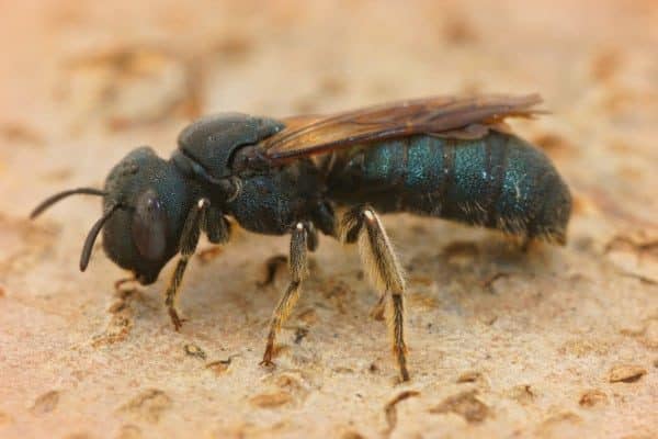 Carpenter Bee (Ceratina)