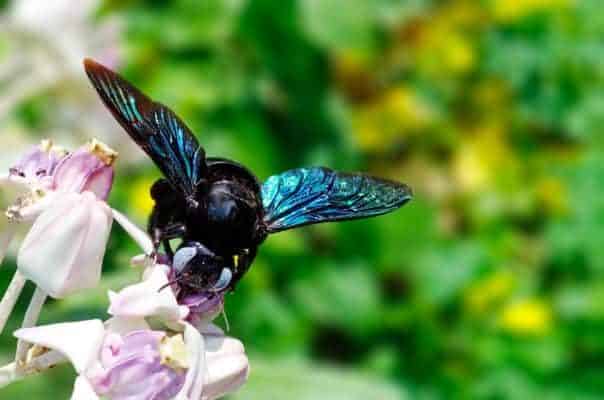 Carpenter bee on flower