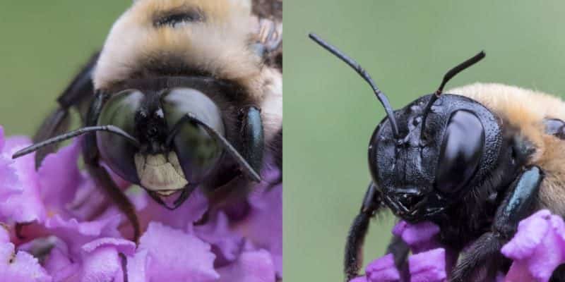 Male and Female Easter carpenter bees