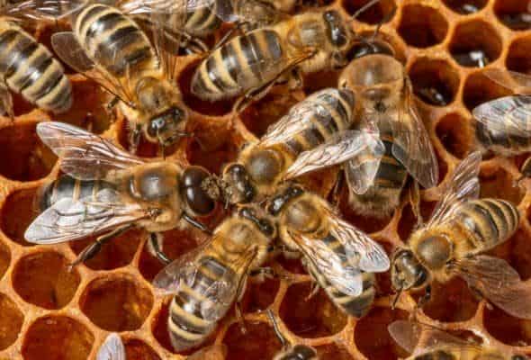 Drone bee being fed by a worker bee