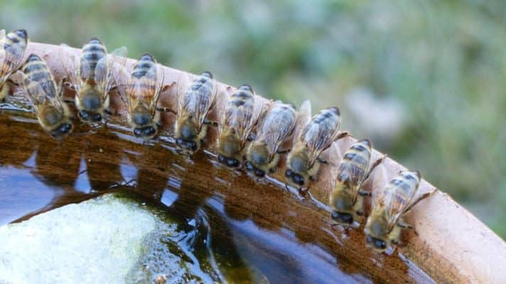 Bees drawing up water 