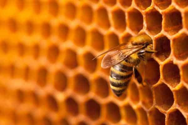 Worker bee feeding on honey