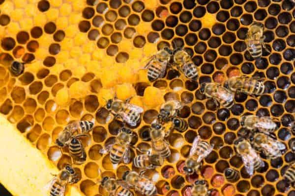 Nurse worker bees feeding larvae