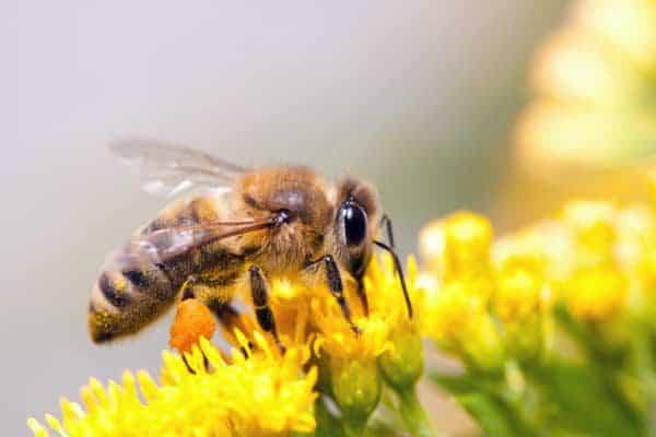 Honey bee collecting nectar