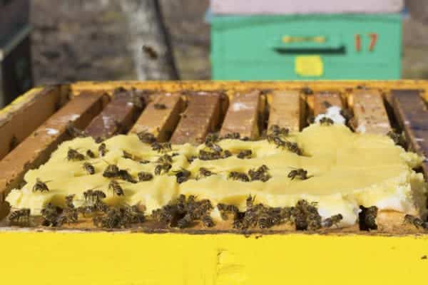 Pollen patty on beehive