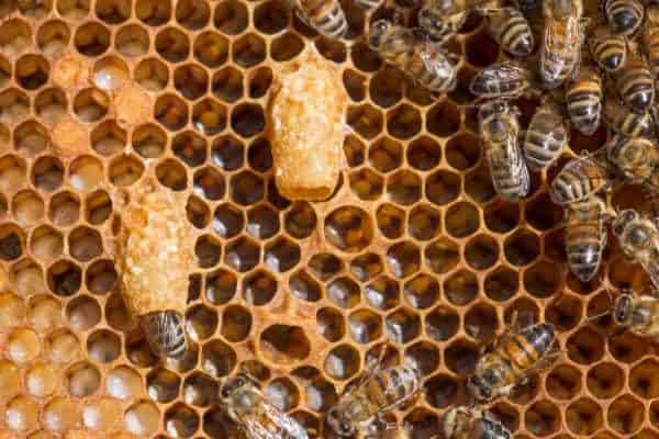 Worker bee feeding queen bee larvae in her queen cell