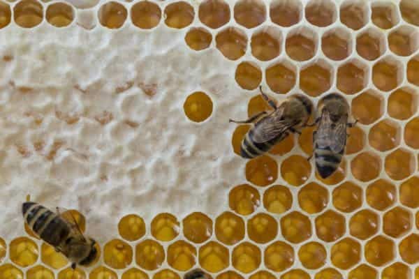 Capped and uncapped honey on a frame