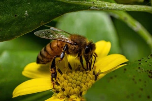 Honey bee feeding on nectar from a flower