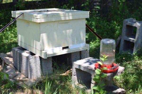 Communal sugar water feeder