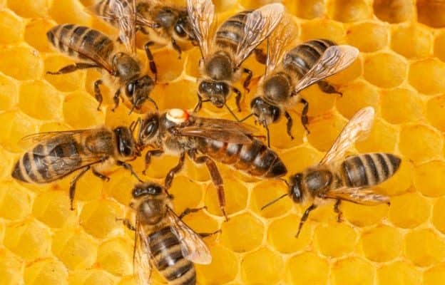 Worker bees feeding a queen bee