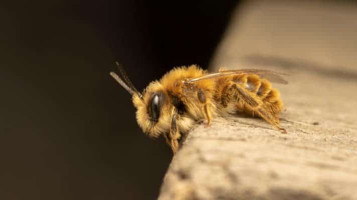 Red mason bee