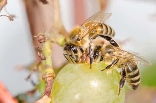 Honey bees feeding on grapes