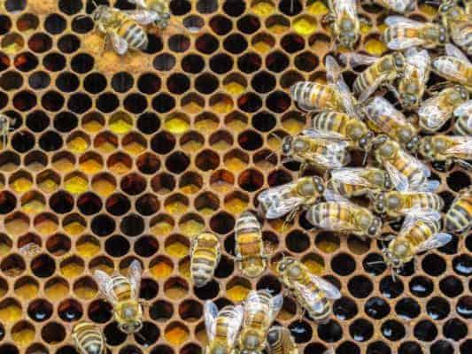 Pollen stored by honey bees in combs