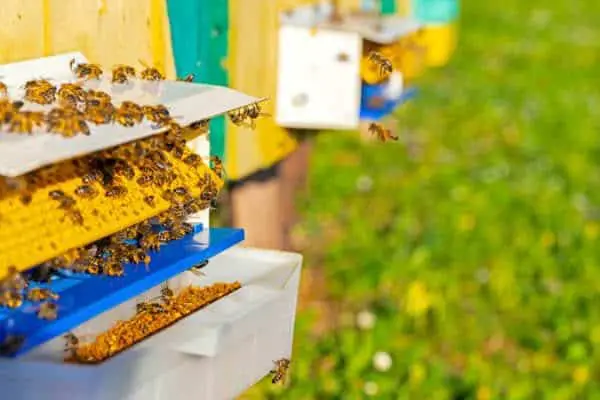 Pollen trap at a beehive entrance