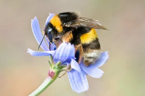 Bumblebee in flower