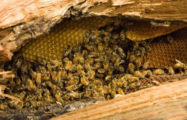 Honey bee hive in a tree