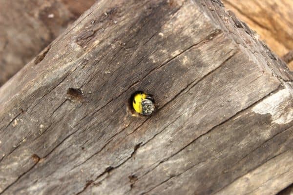 Carpenter bee in the entrance to her nest