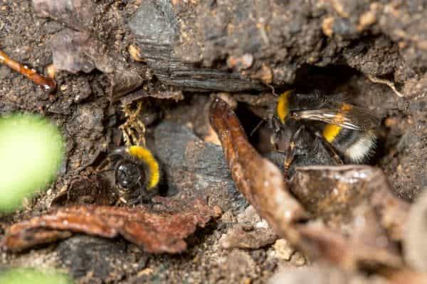 Entrance to bumblebee nest in the ground