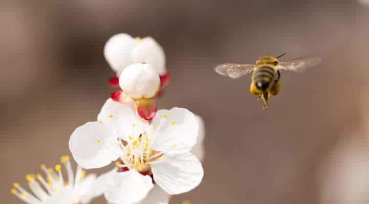 honey bee wing