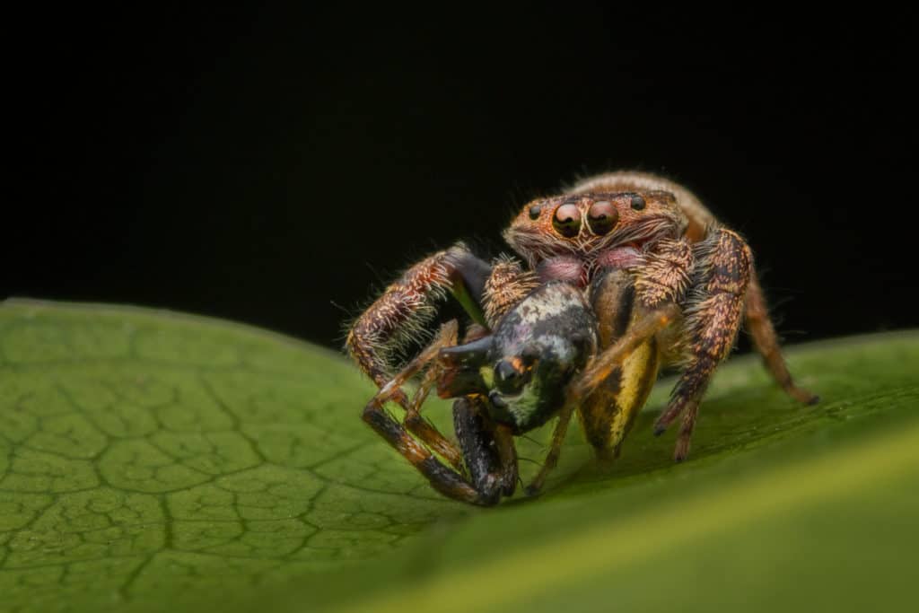 Jumping Spider eating another spider