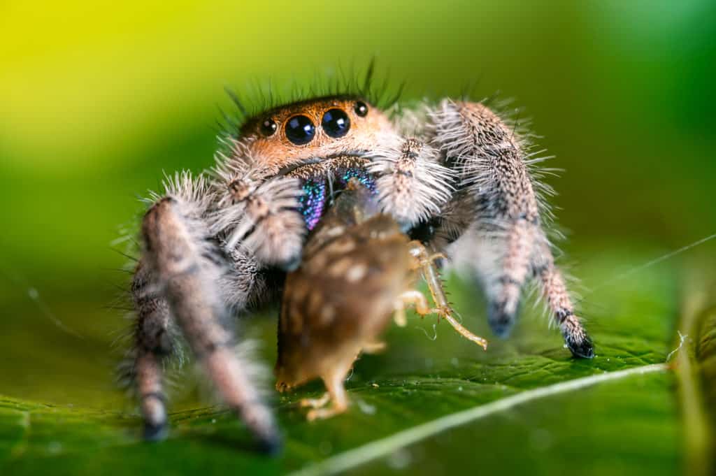 Jumping spider killing it prey