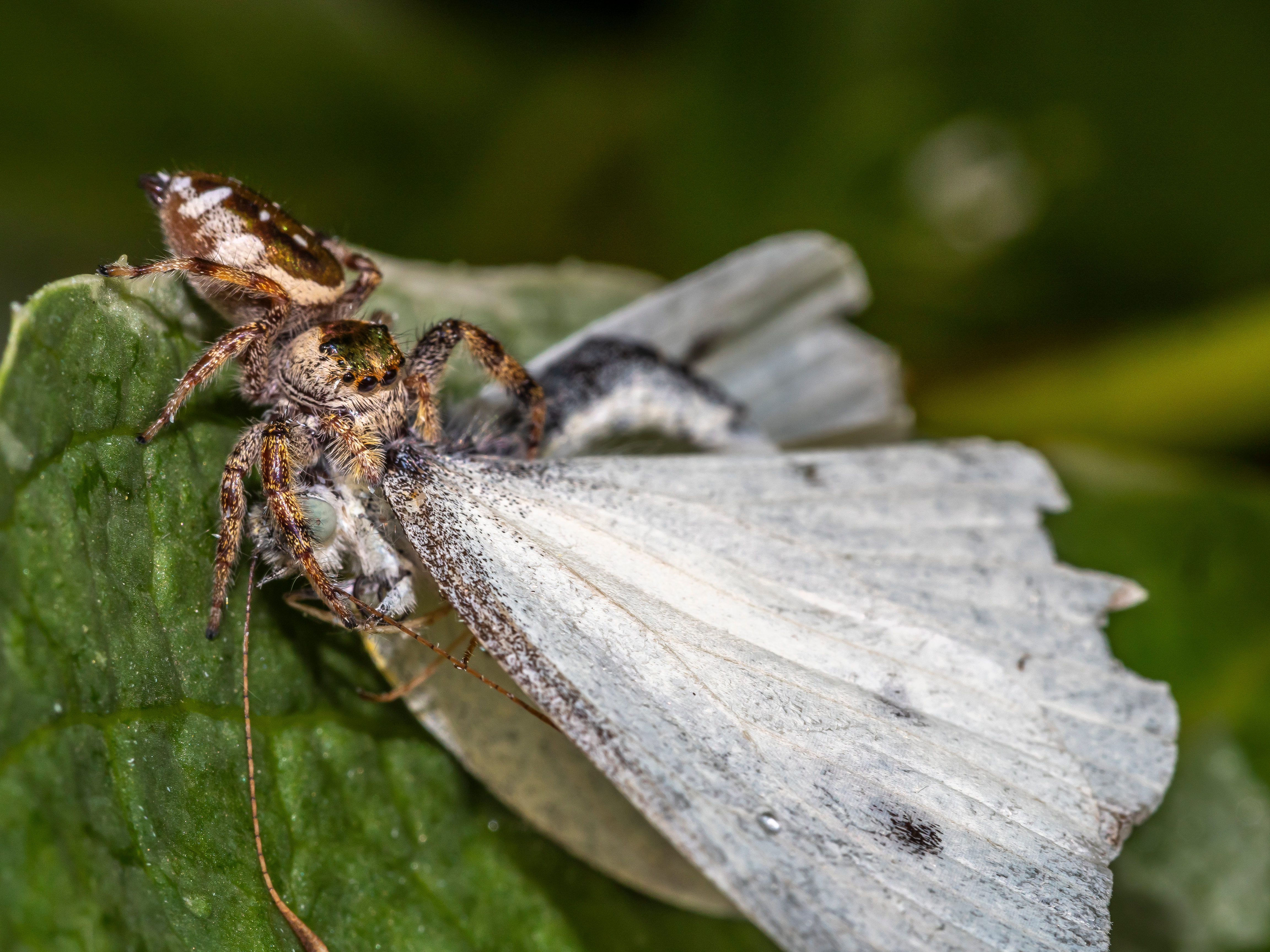 Jumping spider killing prey much larger than itself