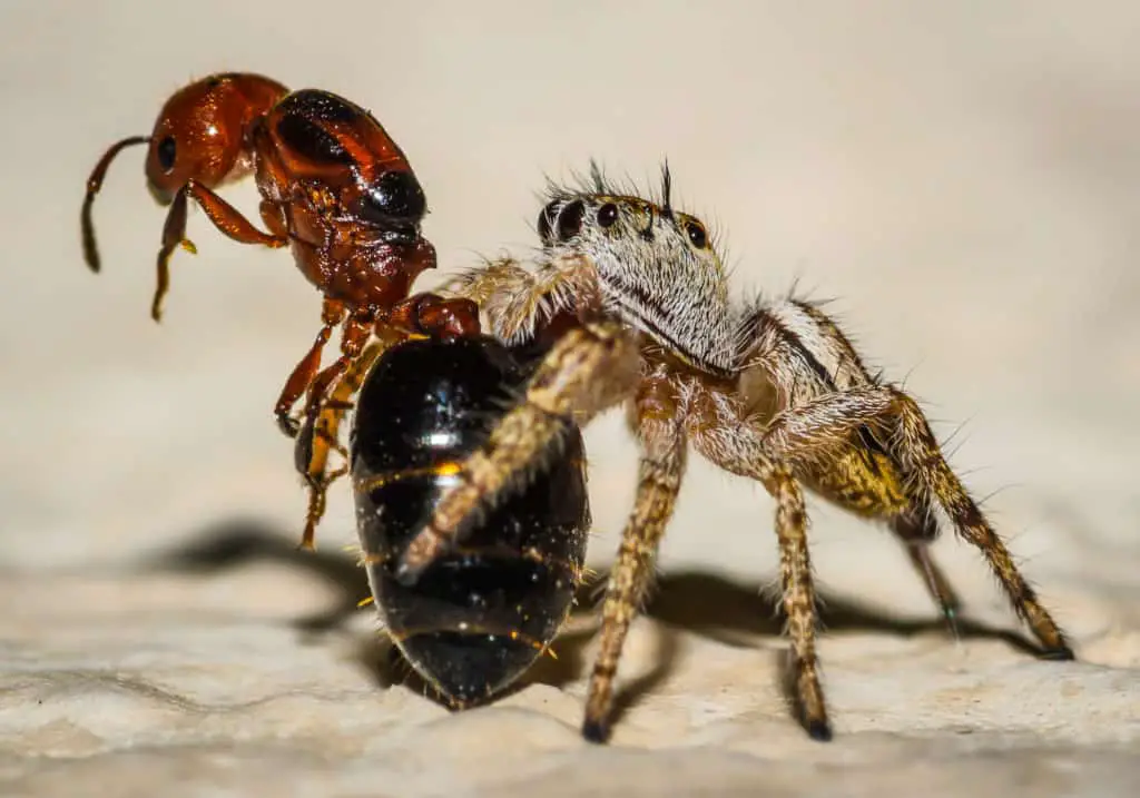 Jumping spider eating an ant