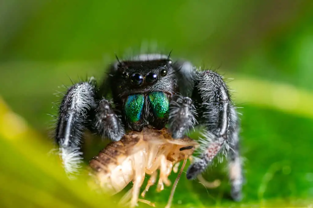 Jumping spider eating it prey