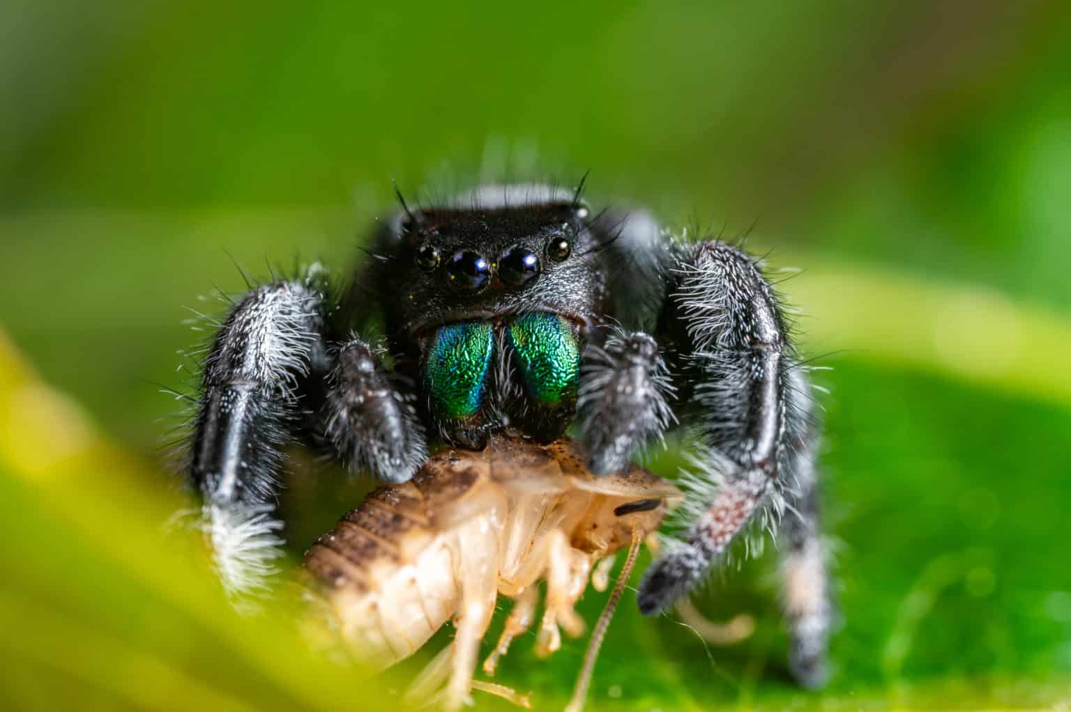 what-do-jumping-spiders-eat-whatbugisthat