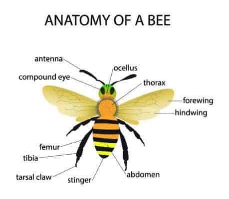 Honey Bee Anatomy